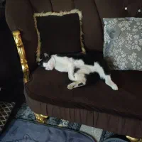 گربه رایگان|گربه|مشهد, پروین اعتصامی|دیوار