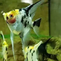 بلو آکارا ، آنجل،  فایتر نر و ماده