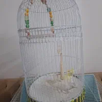 عروس هلندی|پرنده|مشهد, عبادی|دیوار