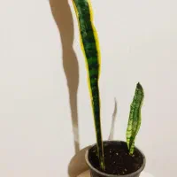 زاموفیلیا ی بلک|گل و گیاه طبیعی|سرپل ذهاب, |دیوار