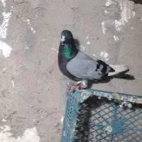 کبوتر|پرنده|سنگدوین, |دیوار