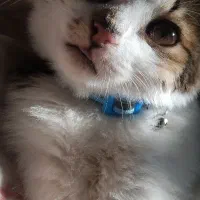 سرپرستی گربه قبول میکنم