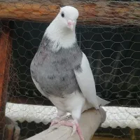 پرنده کبوتر طوقی گم شده