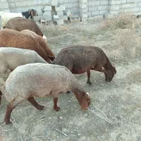 7عدد بره 20تا25کیلو