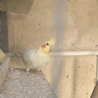 عروس هلندی
