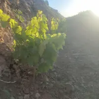 علف زنی باغ