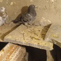 کفتر رنگه والمانی