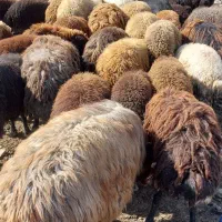 فروش گوسفند