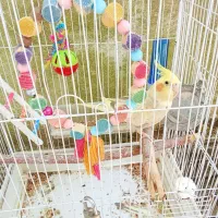 عروس هلندی نر