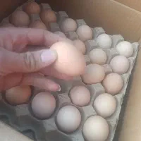 تخم مرغ رسمی دونه ای 12/200 وزن بالا ۱۰/۴۰۰ب بالا