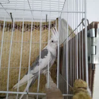 نر آلبینو آماده