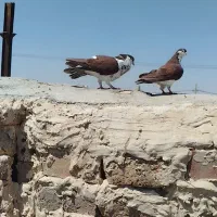 کفتر رنگه