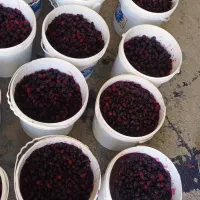 شاهتوت