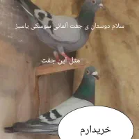 جوجه وکفترکار