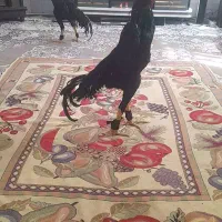 خروس اوشامو گردن لرزا ویک تیغ سفید|حیوانات مزرعه|تربت‌حیدریه, جانبازان|دیوار