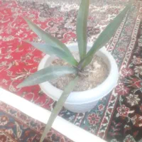 اسم گل مو س در گهواره رنگ تو نور افتاب عوض