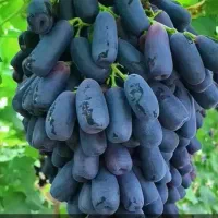 هرس باغات انگور و پیوند انگور