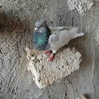 جفت نر ماده رنگی