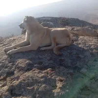 ماده طلا ۸ماه نژاد سراب  گوسفندی مرتب|سگ|شیروان (خراسان), |دیوار