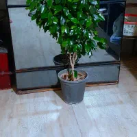 گل و درخت|گل و گیاه طبیعی|شیراز, کوزه گری|دیوار