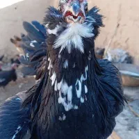 مرغ و نیمچه مرغ و خروس گلین