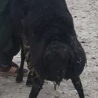 بره قوچ قزل افشار