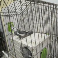 عروس هلندی تخم گذار|پرنده|تهران, شهید اسدی|دیوار