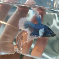 ماهی فایتر های جفت خورده و بالغ برای تکثیر|ماهی|مشهد, ولیعصر (شهرک غرب)|دیوار