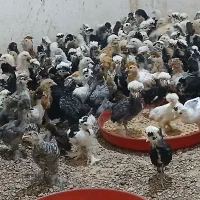 جوجه برهما سلطان لهستانی