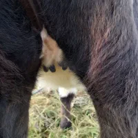 فروش  گوساله  ماده دورگ محلی