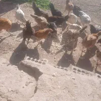 مرغ خروس محلی