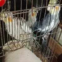 فروش عروس هلندی و مرغ عشق