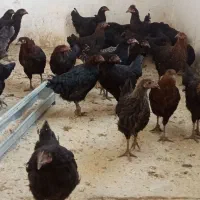 فروشمرغوخروسمحلیوکبوتر|حیوانات مزرعه|سمنان, |دیوار