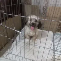 سگ شیتزو مامره ۲نیم ماهه سالم