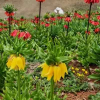 استخدام باغبان باتجربه باسن تا ۴۵سال
