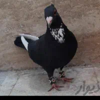 جفت پلنگ عتیقه