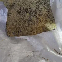 سنگ شجر زیبا