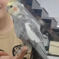 عروس هلندی گمشده