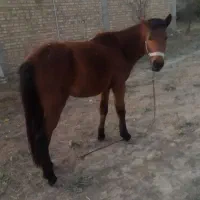 اسب مادیان فروشی