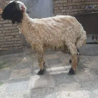 قوچ شرط جنی