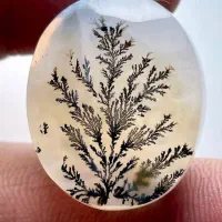 شجر تک درخت