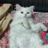 گربه پرشین عروسکی چشم دو رنگ|گربه|تبریز, |دیوار