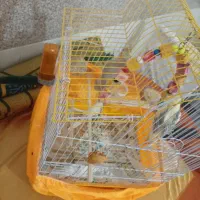 دو عدد عروس هلندی با قفس