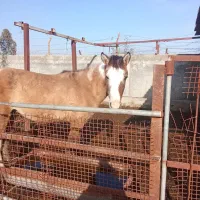 کره نریان ترکمنی فروشی