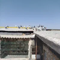 50تا ماده زدوخوردی|پرنده|مشهد, توس فردوسی|دیوار