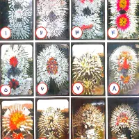 تاج گل برای تبریک و یا تسلیت