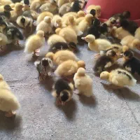 جوجه اردک . اردک اسراییلی|حیوانات مزرعه|اردکان, |دیوار