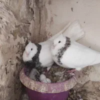 یه جفت نر ماده طوقی هفت رنگ
