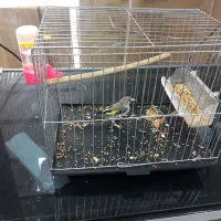سهره نر کرمانی