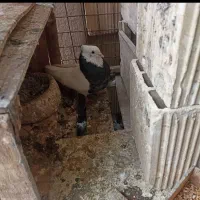 طوق هفت رنگ